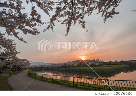 北海道の美しい桜 北海道の美しい桜 60076630