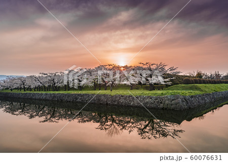 北海道の美しい桜 60076631