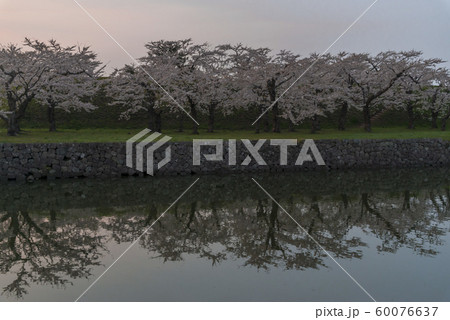 北海道の美しい桜 北海道の美しい桜 60076637