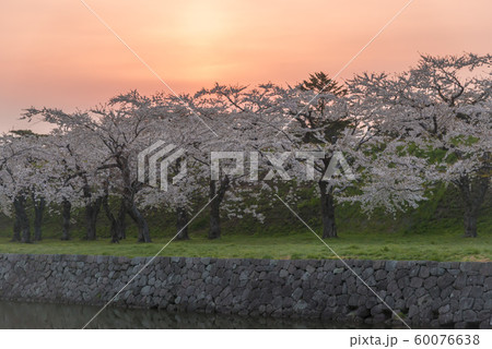 北海道の美しい桜 60076638