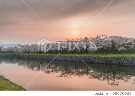 北海道の美しい桜 60076639