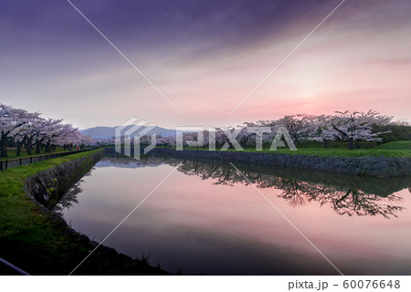 北海道の美しい桜 60076648