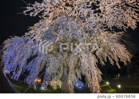 北海道の美しい桜 北海道の美しい桜 60076656