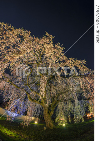 北海道の美しい桜 60076657