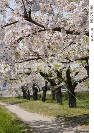北海道の美しい桜 60076666