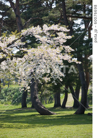 函館松前の桜 60076698