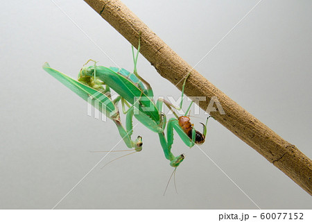 昆虫 虫 蟲 60077152