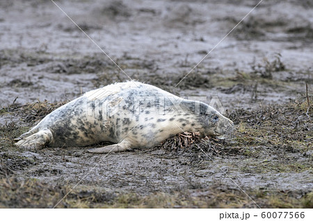 grey seal relaxing on donna nook beach linconshire grey seal relaxing on donna nook beach linconshire 60077566