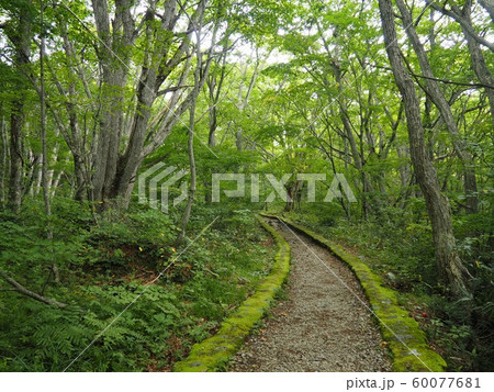 山道 小道 緑 山道 小道 緑 60077681