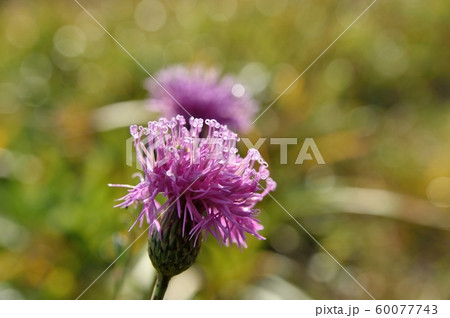 晩秋のタムラソウ 晩秋のタムラソウ 60077743