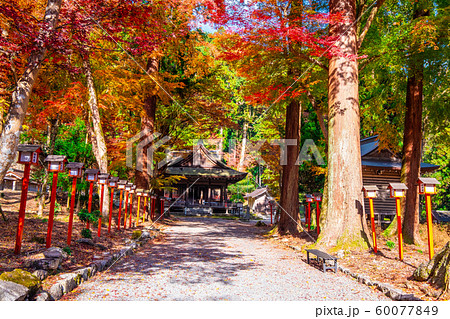 日吉大社の紅葉 日吉大社の紅葉 60077849
