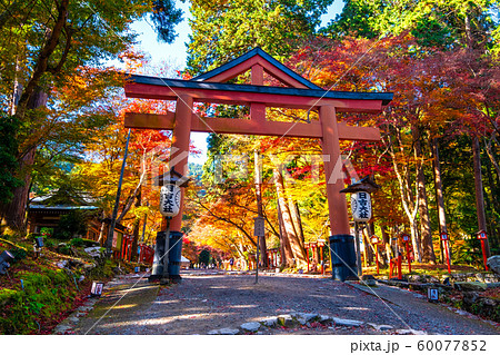 日吉大社の鳥居と紅葉 日吉大社の鳥居と紅葉 60077852