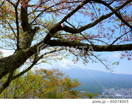 Branch old sakura tree. Fuji view from the top of the mountain TenjoYama. Mount Fujiyama in the background Branch old sakura tree. Fuji view from the top of the mountain TenjoYama. Mount Fujiyama in the background 60078005