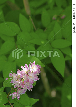 サクラウツギ サクラウツギ 60078101