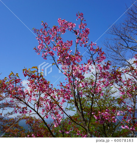 Thin Sakura tree branch with pink flowers Thin Sakura tree branch with pink flowers 60078163