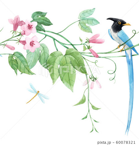Watercolor floral horizontal pattern with blue birds of paradise and pink delicate flowers. White background. Stock illustration. 60078321