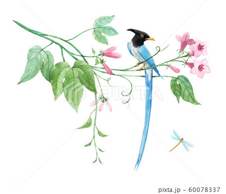 Watercolor birds of paradise on branch with tropical gentle pink flowers. White isolated background. Stock illustration 60078337