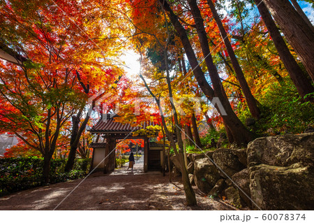 西教寺の紅葉 西教寺の紅葉 60078374