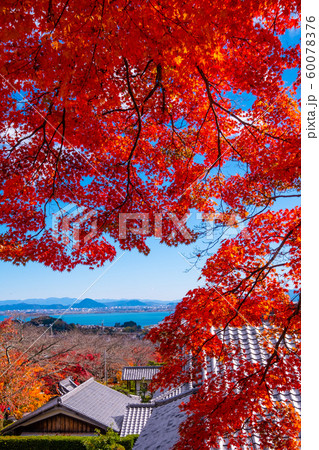 西教寺の紅葉 西教寺の紅葉 60078376