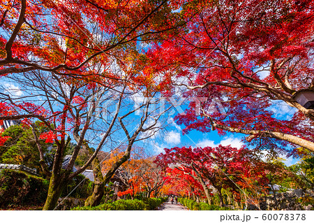 西教寺の紅葉 西教寺の紅葉 60078378