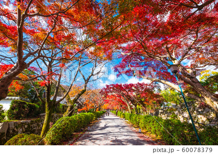 西教寺の紅葉 60078379