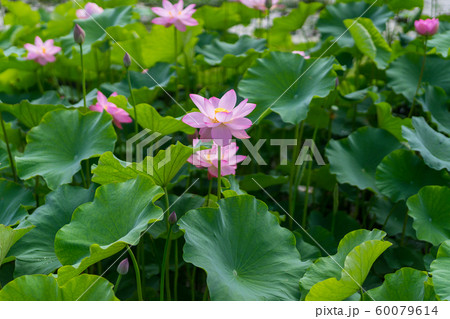 ヤマサ蒲鉾工場『夢前、蓮の花苑』 (兵庫県姫路市夢前町置本)※作品コメント欄に撮影位置 ヤマサ蒲鉾工場『夢前、蓮の花苑』 (兵庫県姫路市夢前町置本)※作品コメント欄に撮影位置 60079614