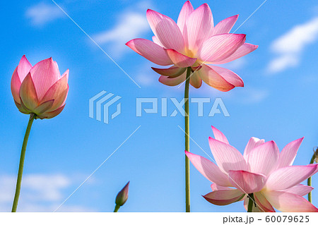 ヤマサ蒲鉾工場『夢前、蓮の花苑』 (兵庫県姫路市夢前町置本)※作品コメント欄に撮影位置 ヤマサ蒲鉾工場『夢前、蓮の花苑』 (兵庫県姫路市夢前町置本)※作品コメント欄に撮影位置 60079625