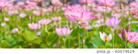 ヤマサ蒲鉾工場『夢前、蓮の花苑』 (兵庫県姫路市夢前町置本)※作品コメント欄に撮影位置 ヤマサ蒲鉾工場『夢前、蓮の花苑』 (兵庫県姫路市夢前町置本)※作品コメント欄に撮影位置 60079629