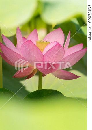 ヤマサ蒲鉾工場『夢前、蓮の花苑』　（兵庫県姫路市夢前町置本）※作品コメント欄に撮影位置 60079633