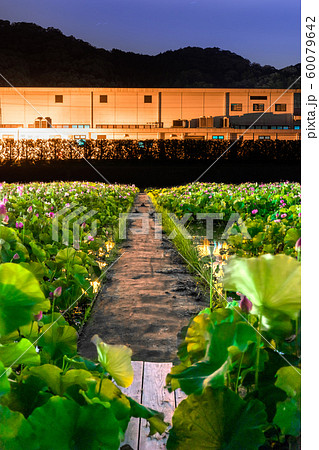 ヤマサ蒲鉾工場『夢前、夜の蓮』 (兵庫県姫路市夢前町置本)※作品コメント欄に撮影位置 ヤマサ蒲鉾工場『夢前、夜の蓮』 (兵庫県姫路市夢前町置本)※作品コメント欄に撮影位置 60079642