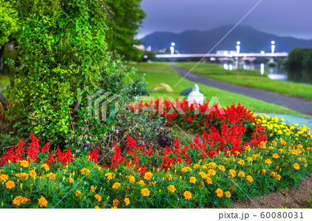 夢前川、河川敷の花壇（兵庫県姫路市広畑区東新町）※作品コメント欄に撮影位置 60080031