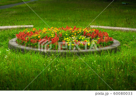 夢前川、河川敷の花壇（兵庫県姫路市広畑区東新町）※作品コメント欄に撮影位置 60080033