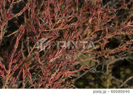 ハママツナ ハママツナ 60080040