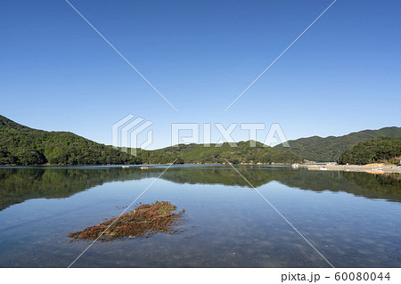 ハママツナ 60080044