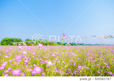 こうのす花まつり 鯉のぼりと風になびく麦なでしこ 60080787