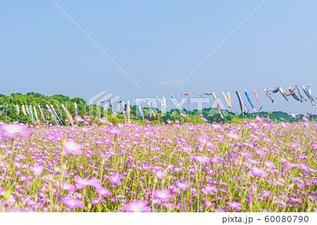 こうのす花まつり 鯉のぼりと風になびく麦なでしこ 60080790