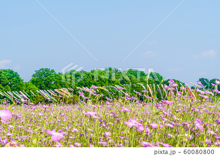 こうのす花まつり 鯉のぼりと風になびく麦なでしこ 60080800