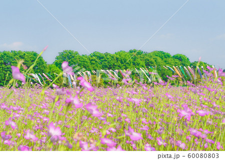 こうのす花まつり 鯉のぼりと風になびく麦なでしこ 60080803