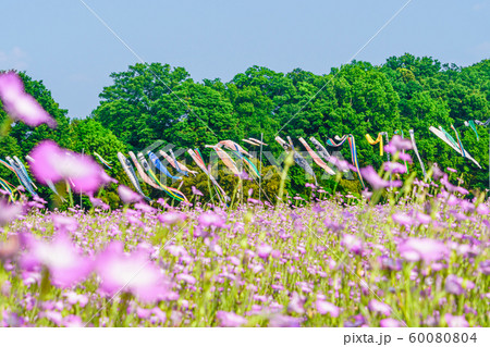 こうのす花まつり 鯉のぼりと風になびく麦なでしこ 60080804