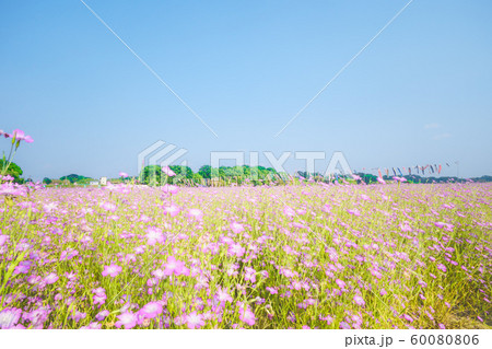 こうのす花まつり 鯉のぼりと風になびく麦なでしこ 60080806