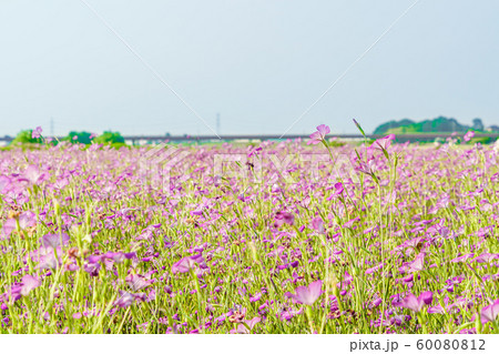 こうのす花まつり 風になびく麦なでしこ 60080812