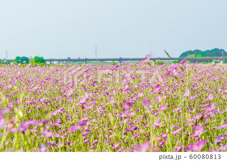 こうのす花まつり 風になびく麦なでしこ 60080813