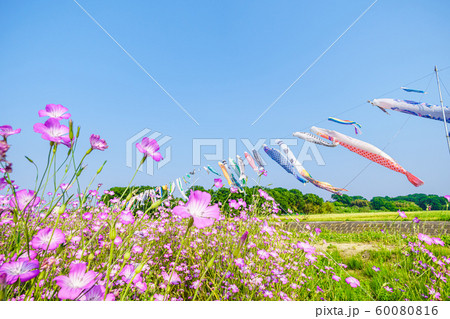 こうのす花まつり 鯉のぼりと風になびく麦なでしこ 60080816