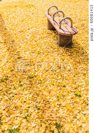 イチョウの落ち葉 60081415