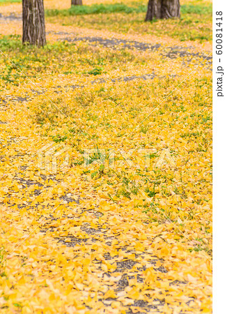 イチョウの落ち葉 60081418