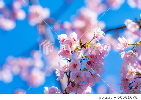 岩本山公園 オオヤマザクラ 【静岡県】 岩本山公園 オオヤマザクラ 【静岡県】 60081678