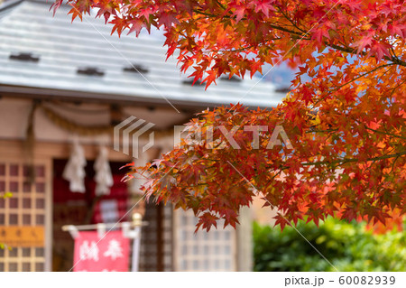 【山梨県　河口湖】河口湖畔の紅葉 60082939