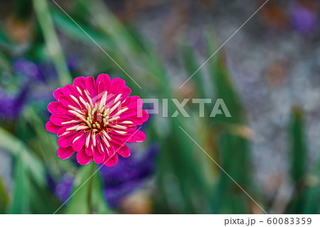 Pink flower blossom on a lilac background in the green grass Pink flower blossom on a lilac background in the green grass 60083359