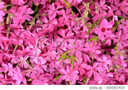 一面の芝ざくら 一面の芝ざくら 60083403