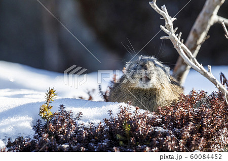 エゾナキウサギ エゾナキウサギ 60084452